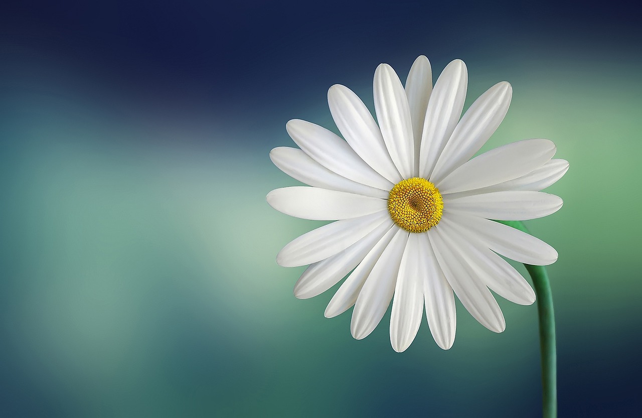 ¿Cuál es la flor del higo?