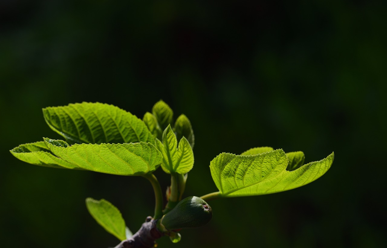 ¿Cuánto crece un ficus en maceta?