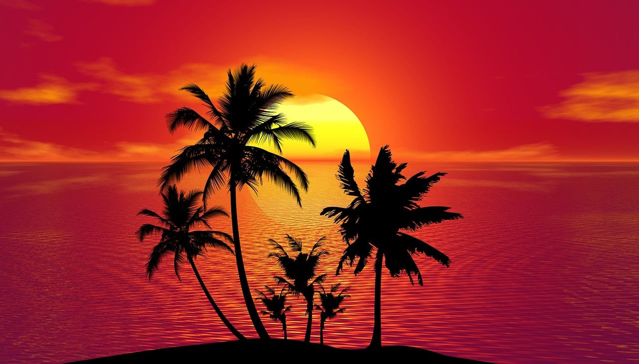 ¿Cuánto sol necesita la palmera?