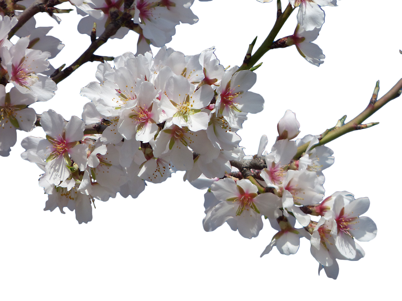 ¿Cuánto tiempo tarda en crecer el almendro?