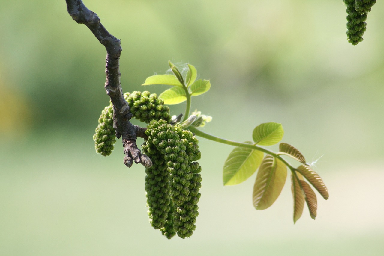 ¿Cuánto tiempo tarda en dar fruto un nogal?