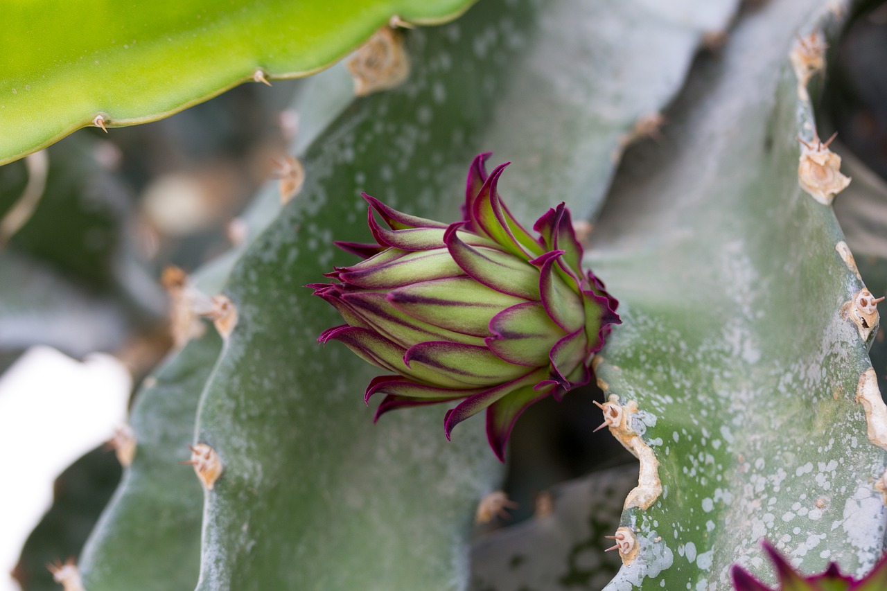 ¿Cuántos años tarda en dar fruto la pitahaya?