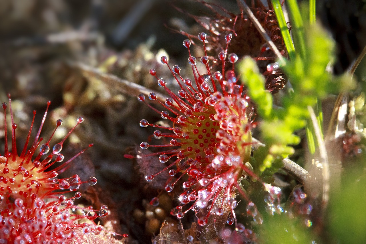 ¿Dónde se pueden encontrar las plantas carnívoras?