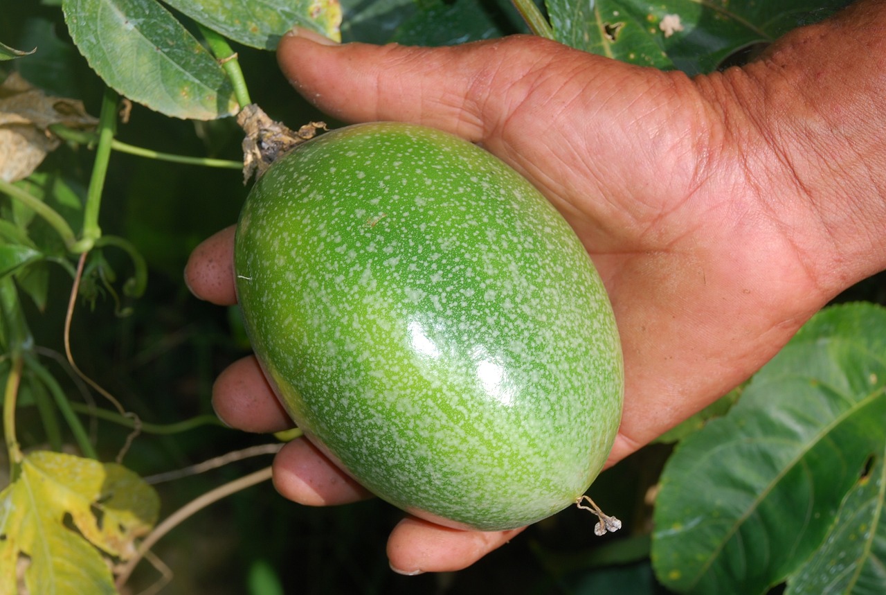 ¿Qué beneficios tiene la flor de la maracuyá?