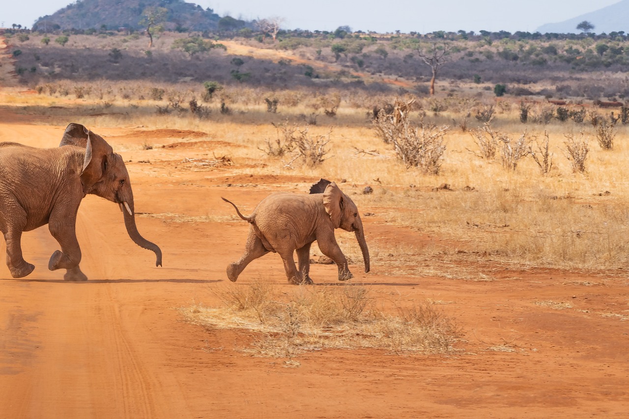 ¿Qué es el pie de elefante?