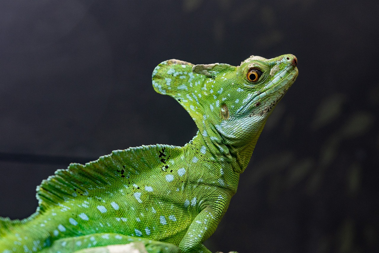 ¿Qué es un terrario y para qué sirve?