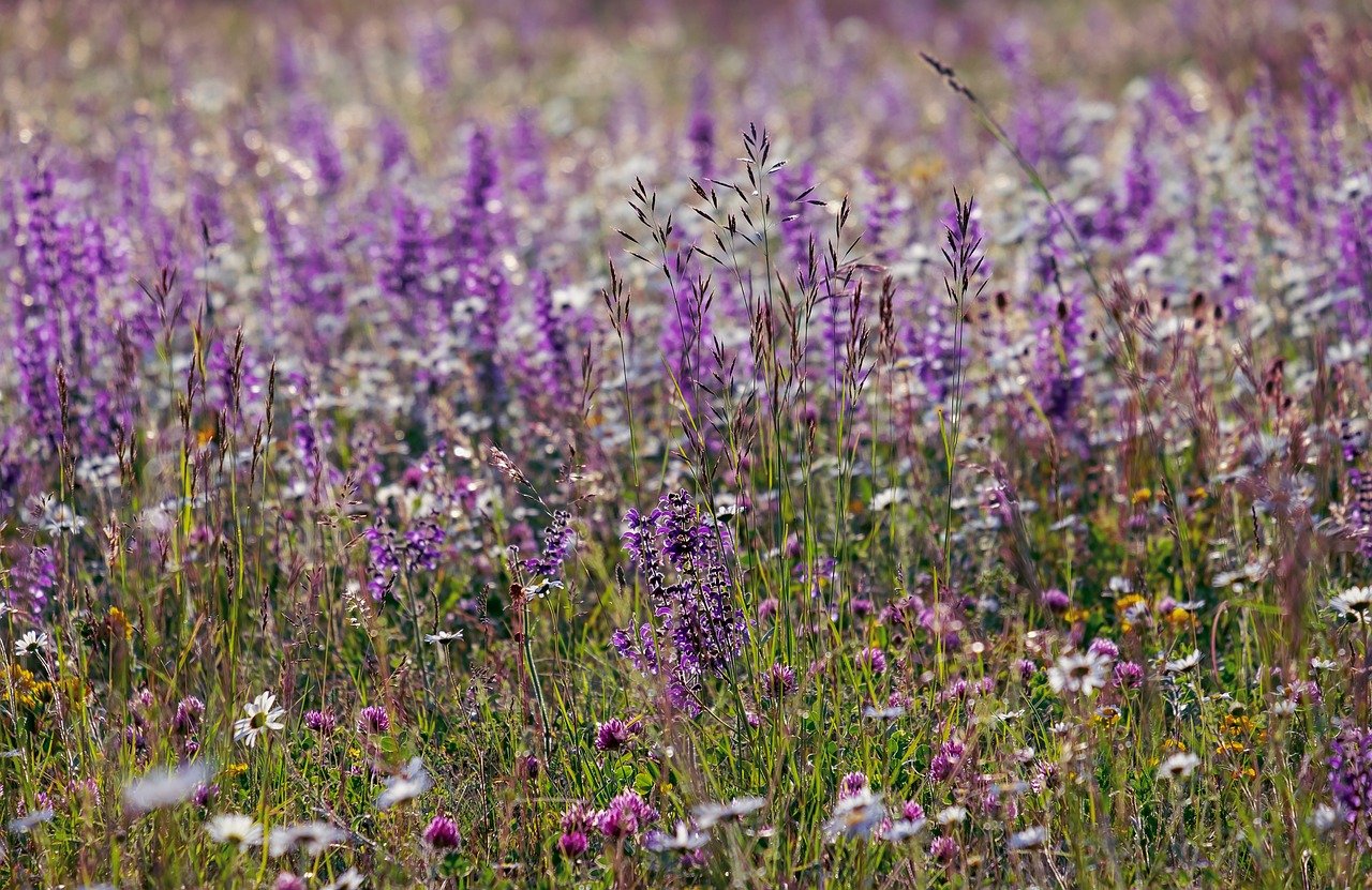 ¿Qué sirve la salvia seca?