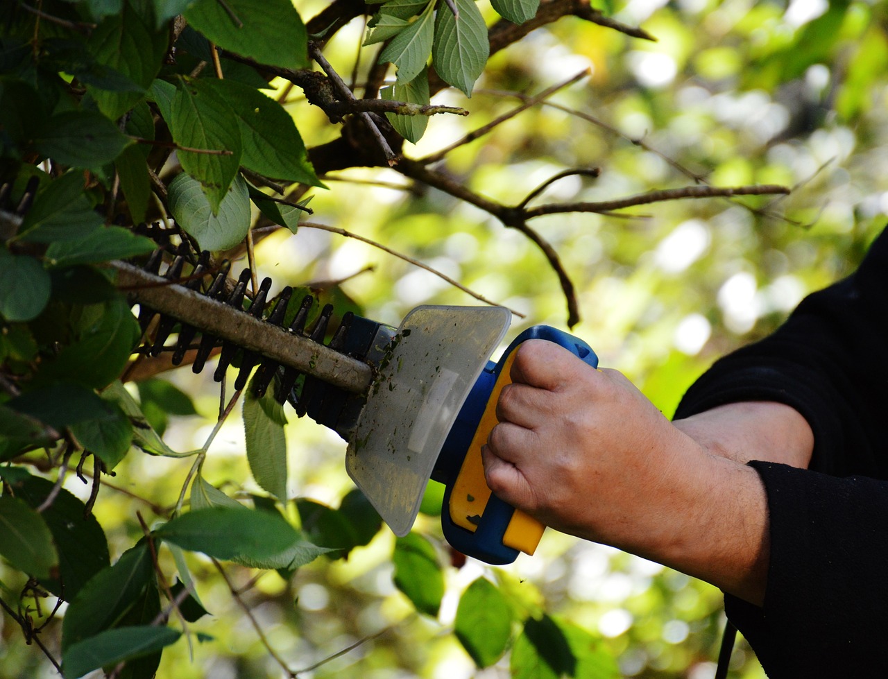 ¿Qué tipo de plantas puedo poner en una jardinera?