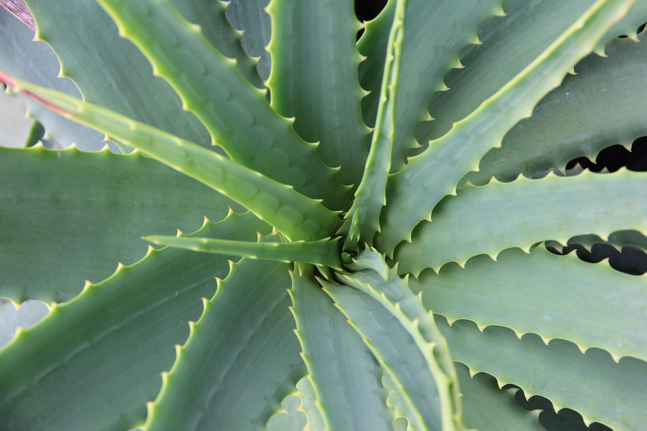 ¿Cómo se cuida una planta de vid?