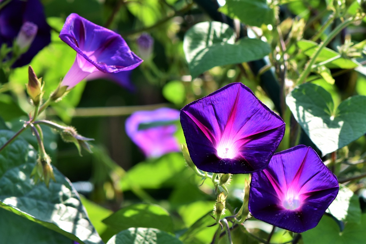 ¿Cómo se cuida una planta de violetas?