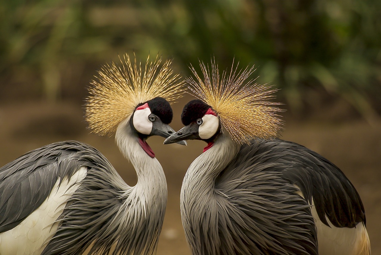 ¿Cuál es la diferencia entre aves y pájaros?