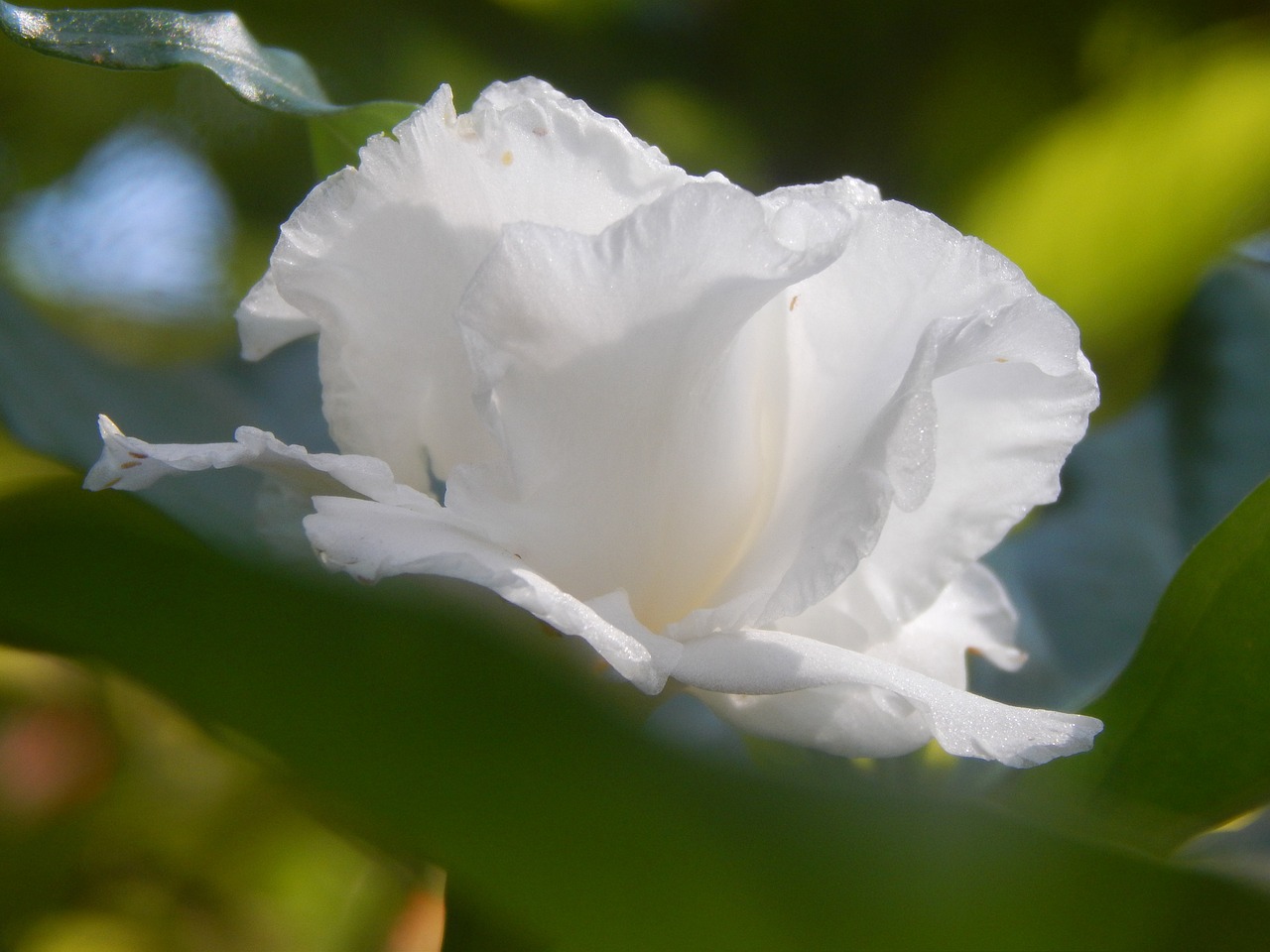 ¿Cuántas veces florece la gardenia en el año?