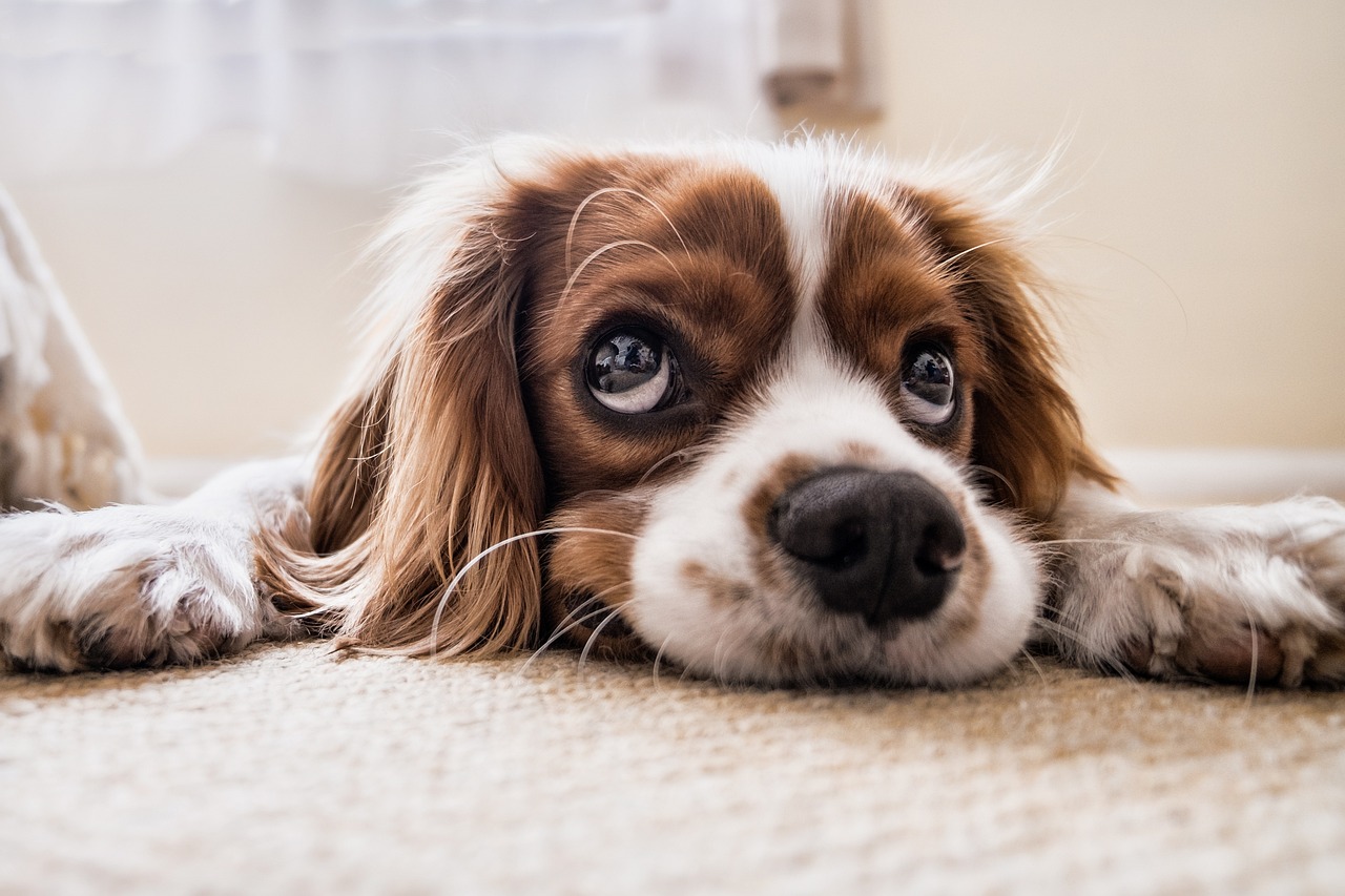 ¿Que dedicarle a un perro?