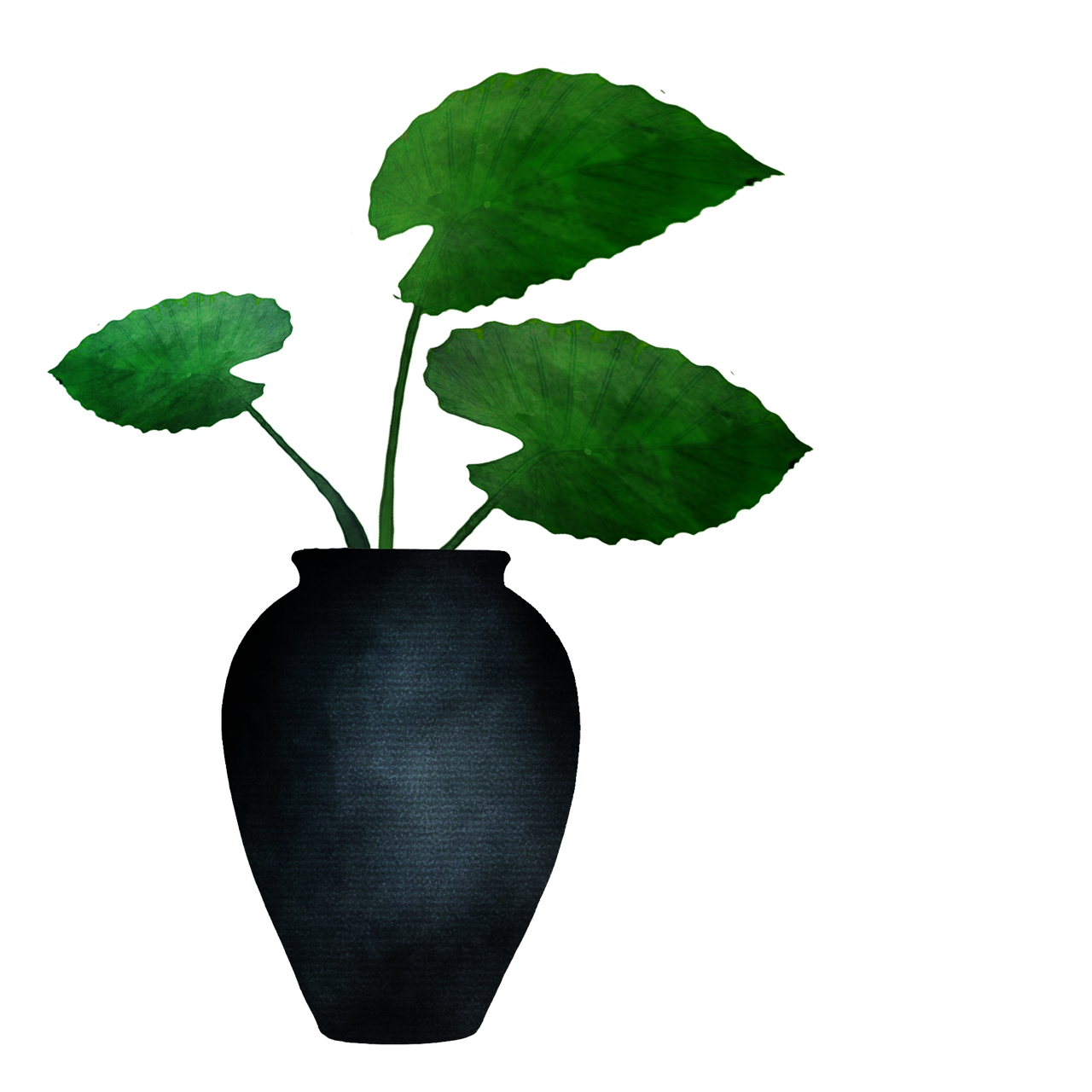 ¿Qué tierra necesita la Alocasia?