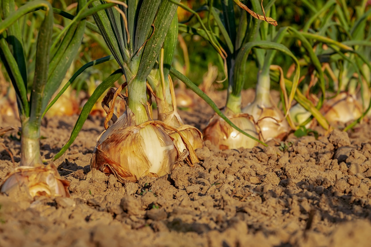 ¿Cómo es el cultivo de cacahuate?