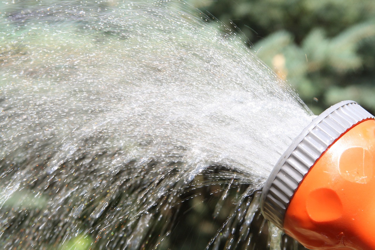 ¿Cómo regar un pino piñonero en maceta?
