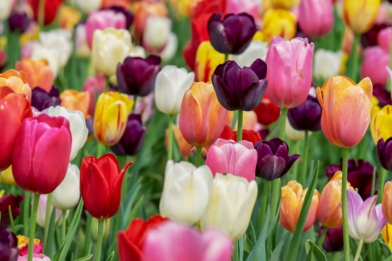 ¿Cuál es la temporada de los tulipanes?