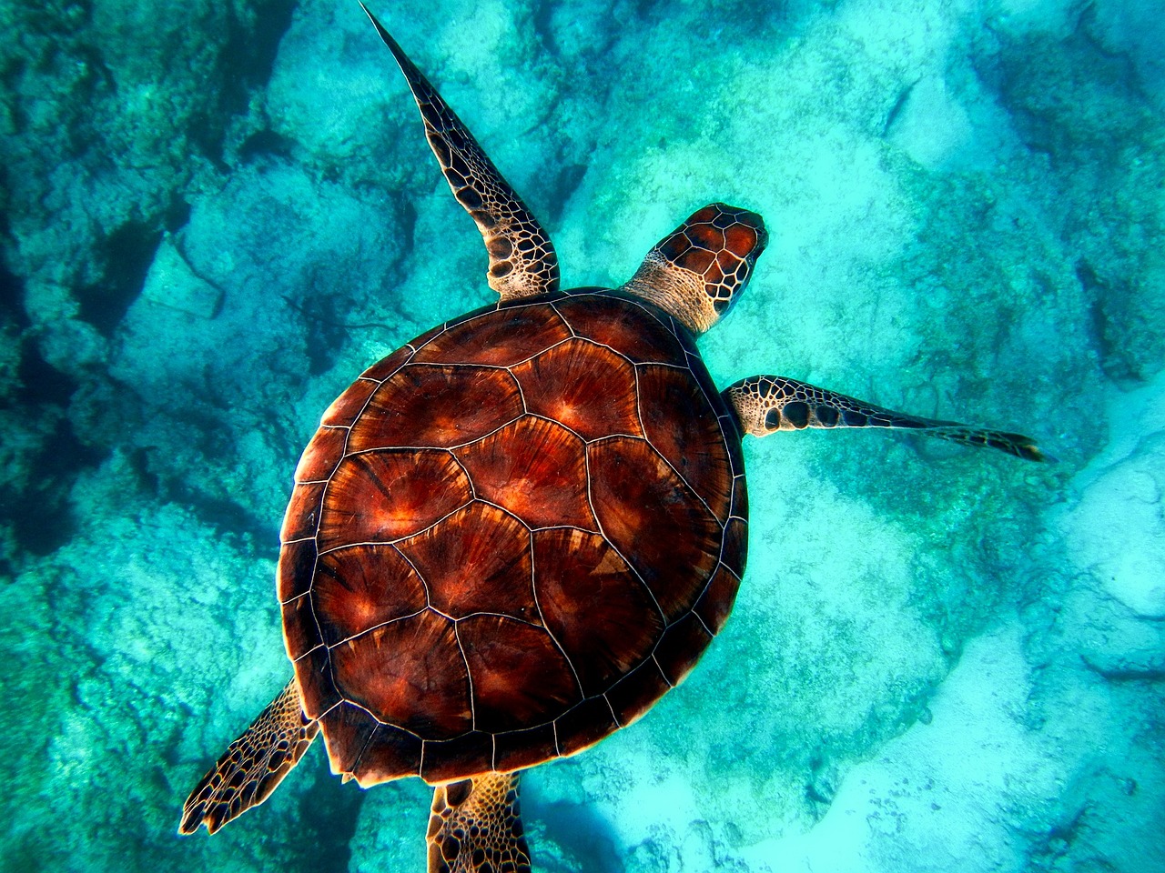 ¿Cuáles son las plantas que viven en el mar?