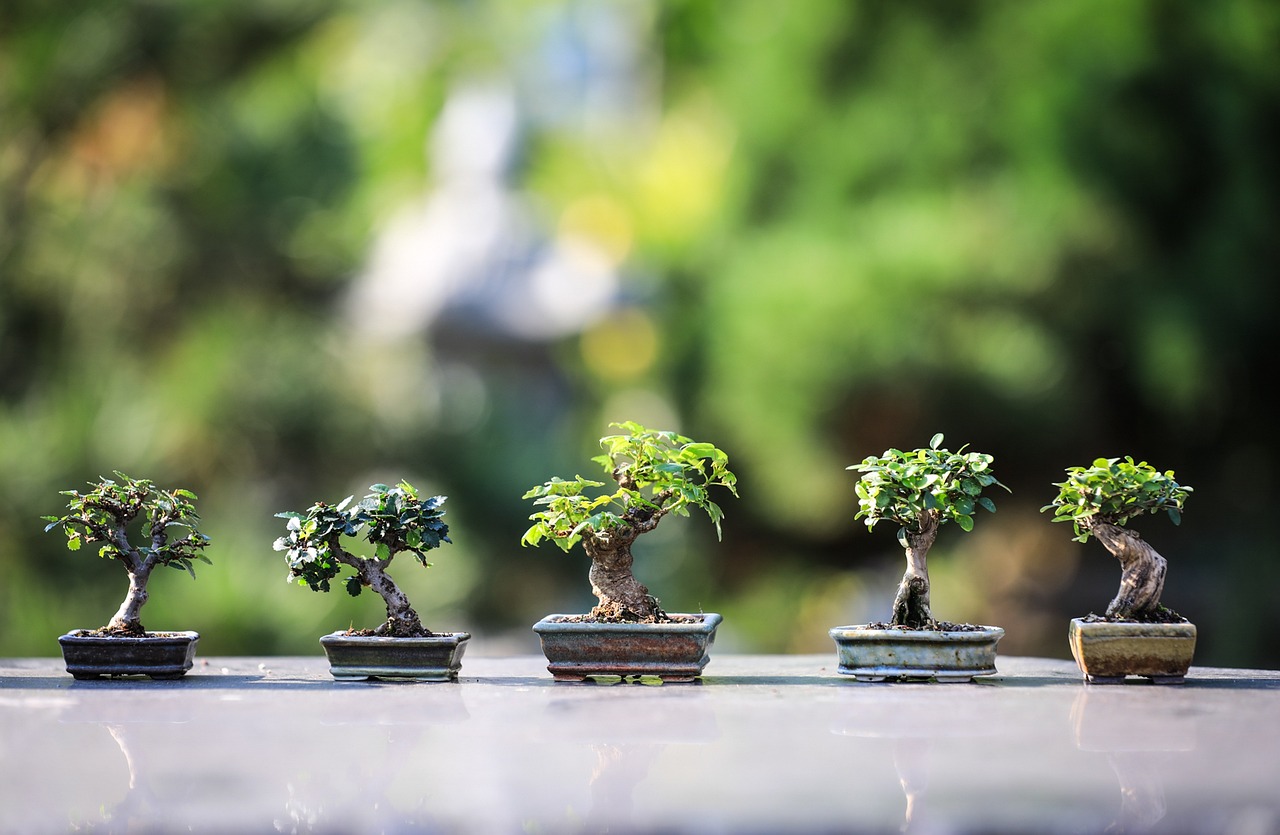 ¿Cuánto se paga en el jardín japonés?