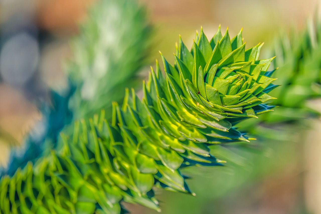 ¿Dónde encontrar la Araucaria?