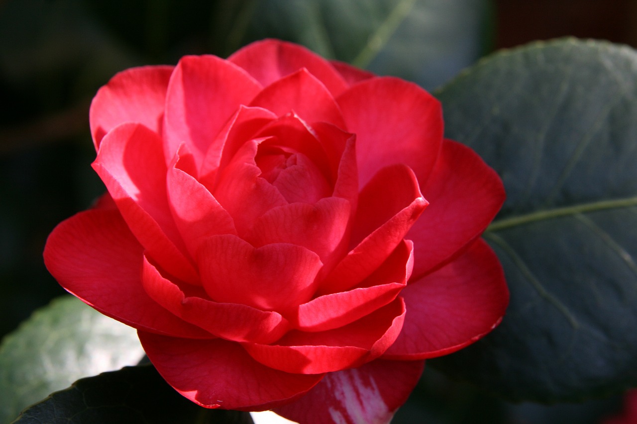 ¿Dónde poner una camelia?