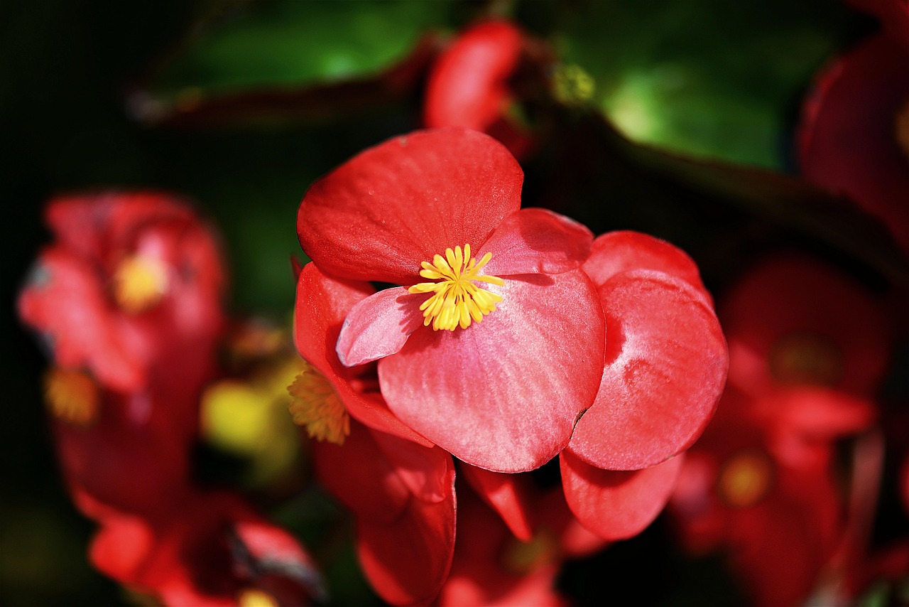 ¿Por qué se pudren las begonias?