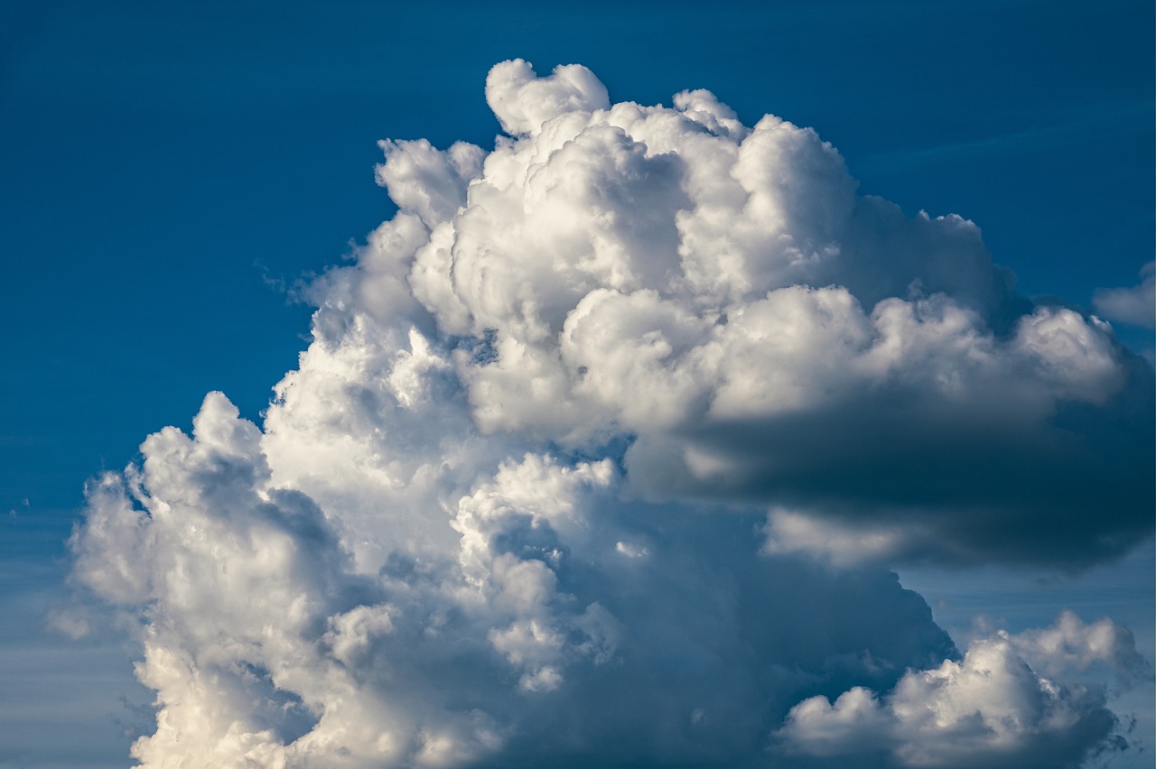 ¿Qué clima necesita el madroño?