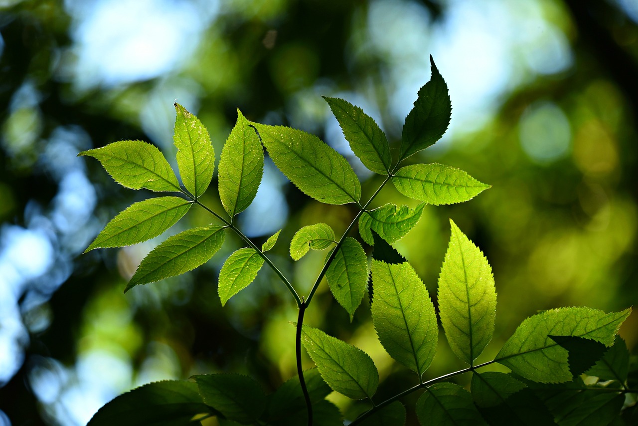 ¿Qué plantas absorben la radiación?