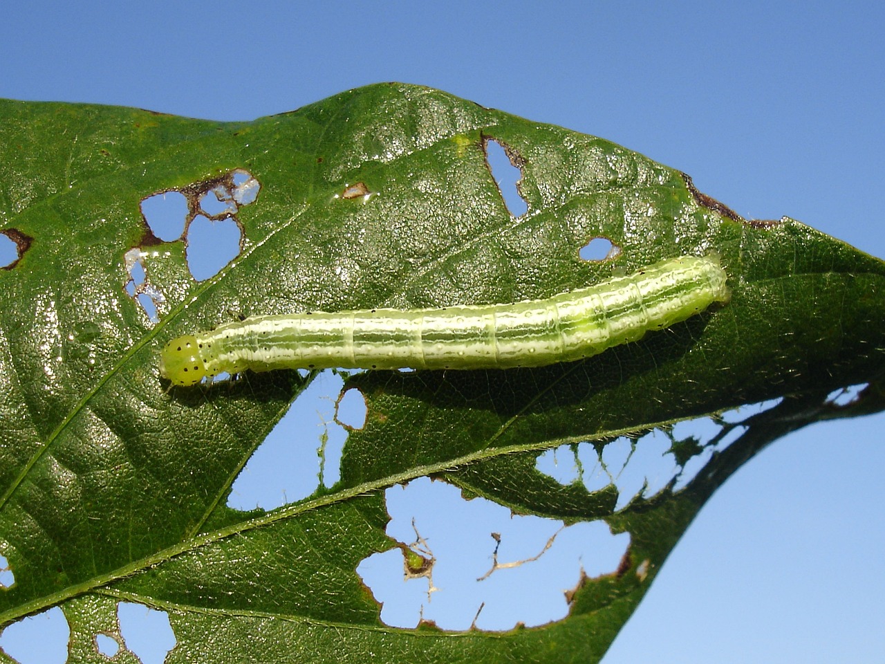 ¿Qué se le puede echar a un rosal con plaga?