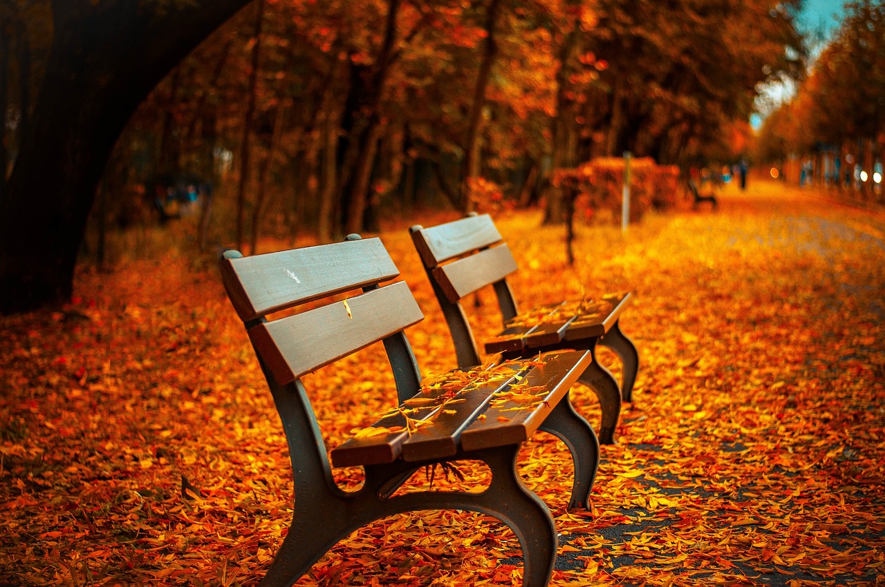 ¿Que se puede plantar en el otoño?