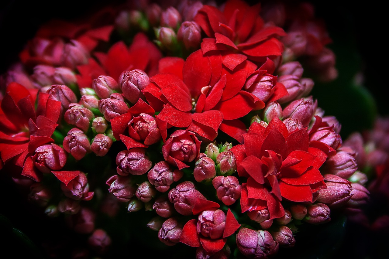 ¿Cómo cuidar una kalanchoe mini?