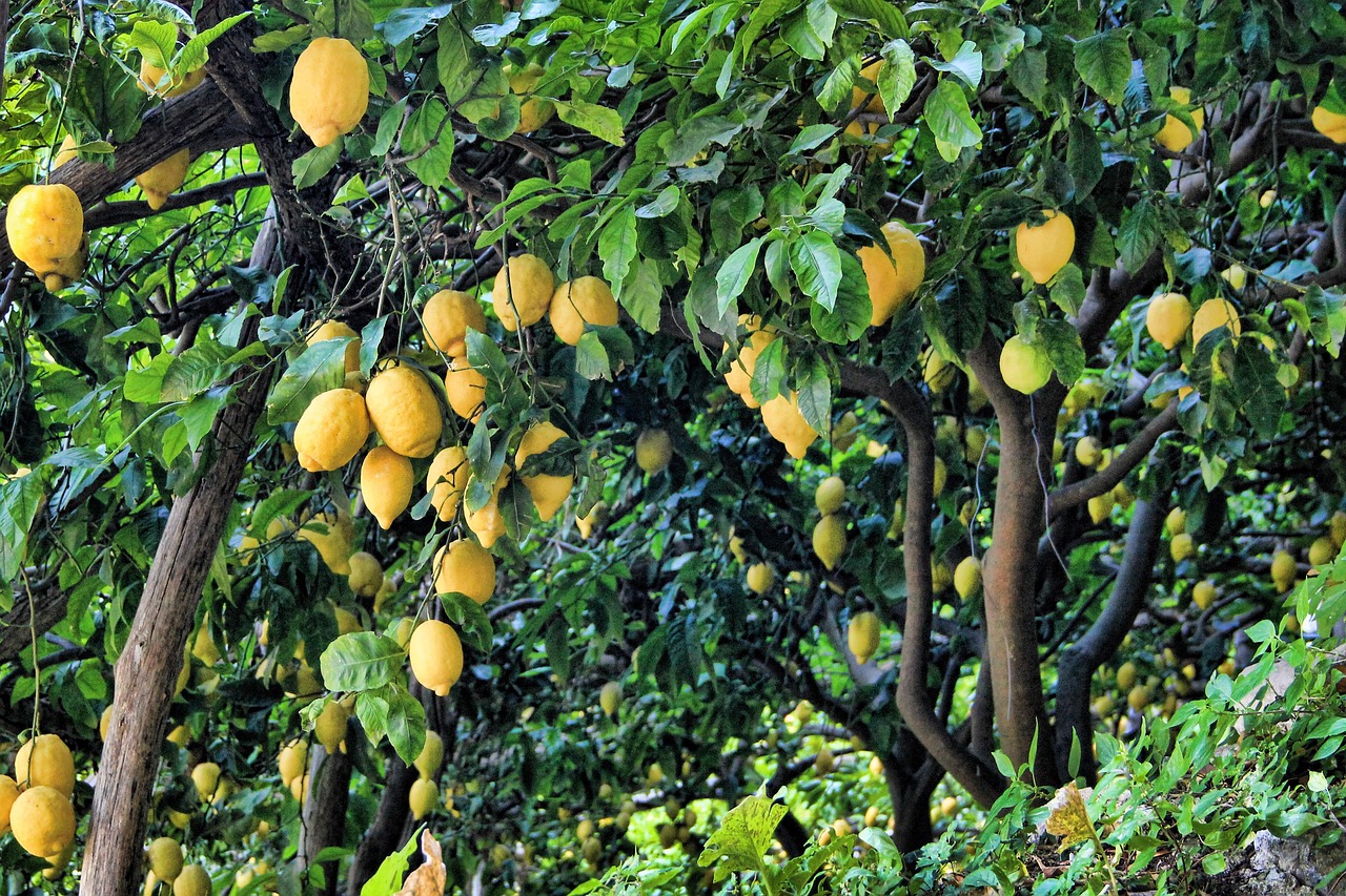 ¿Cómo hacer un limonero a partir de una rama?