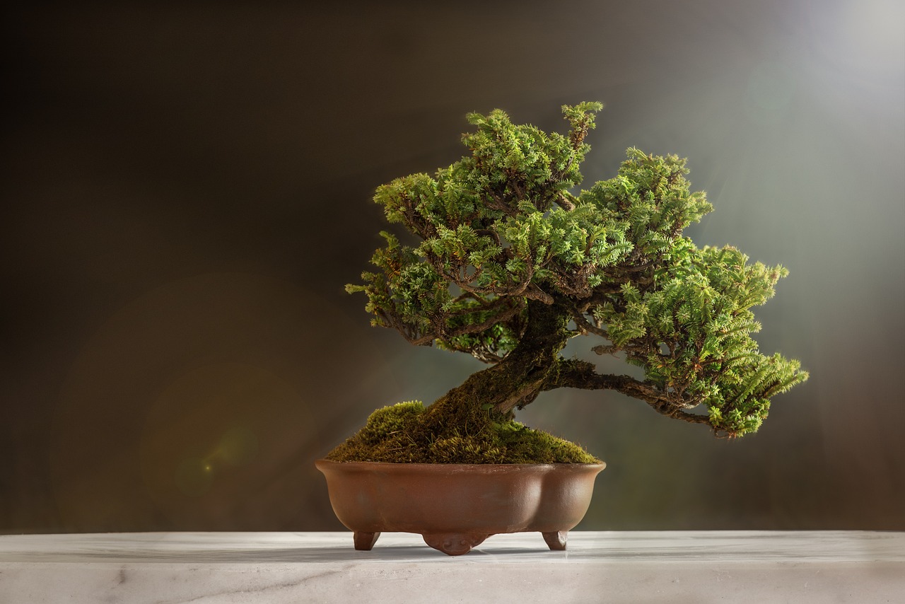 ¿Cómo saber si mi bonsai tiene hongos?