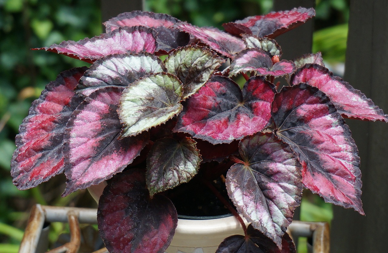 ¿Cómo se cuida una begonia rex?