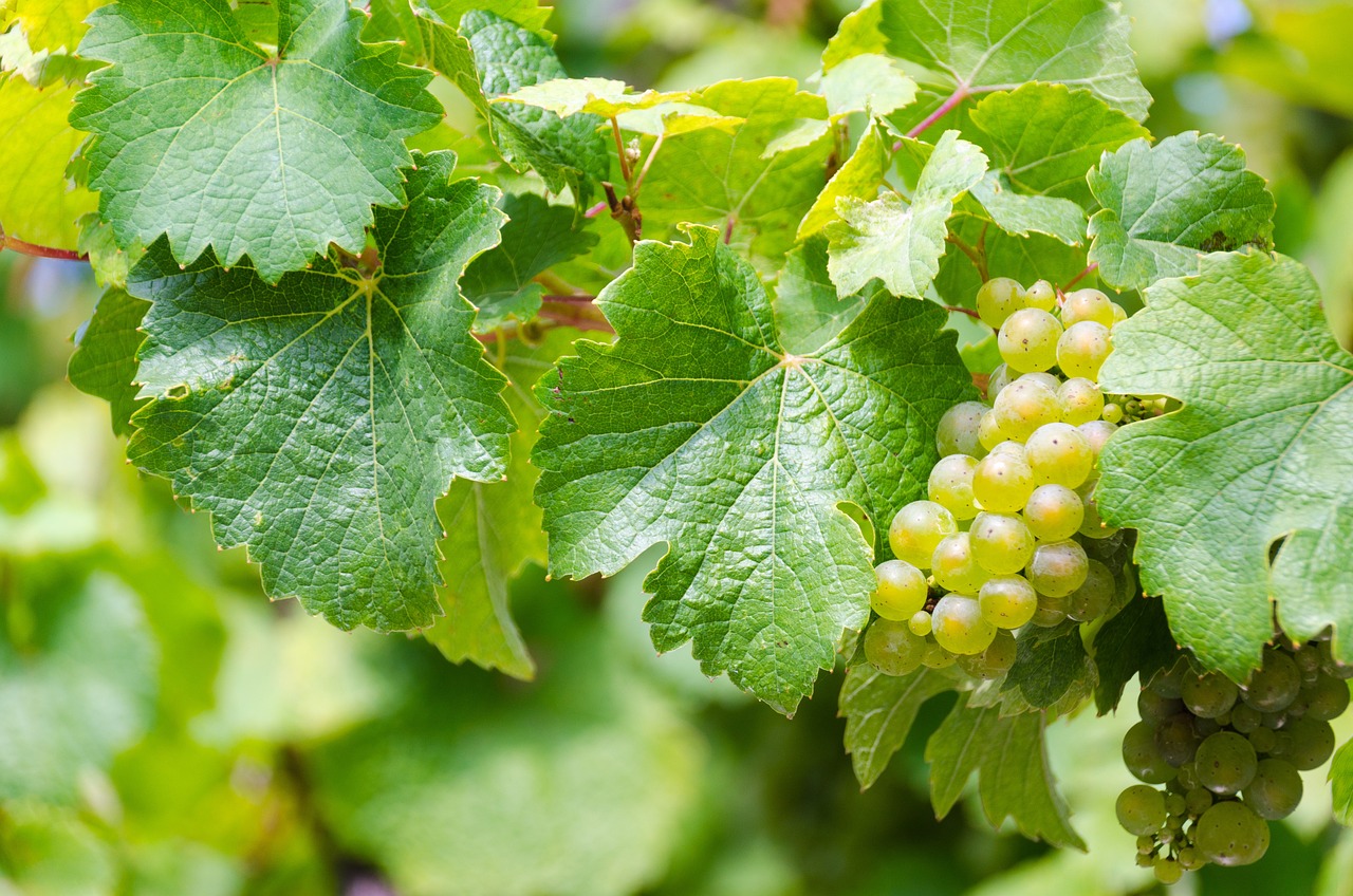 ¿Cómo se llama el fruto de la uva?