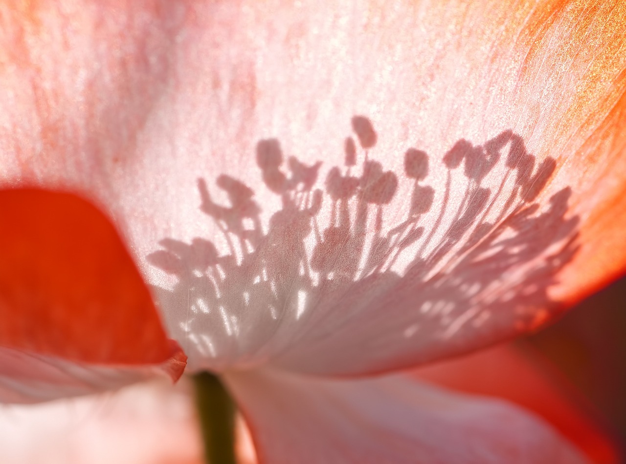 ¿Cuáles son las flores de sombra?