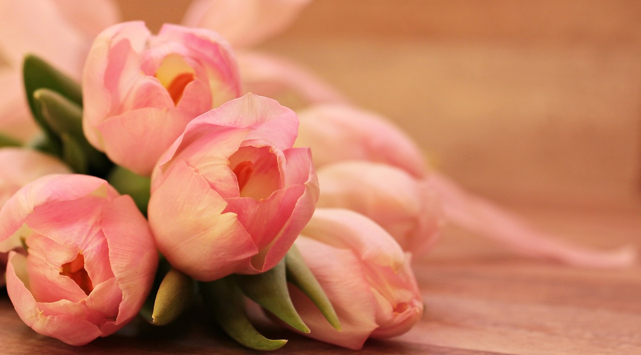 ¿Cuáles son los diferentes tipos de tulipanes?