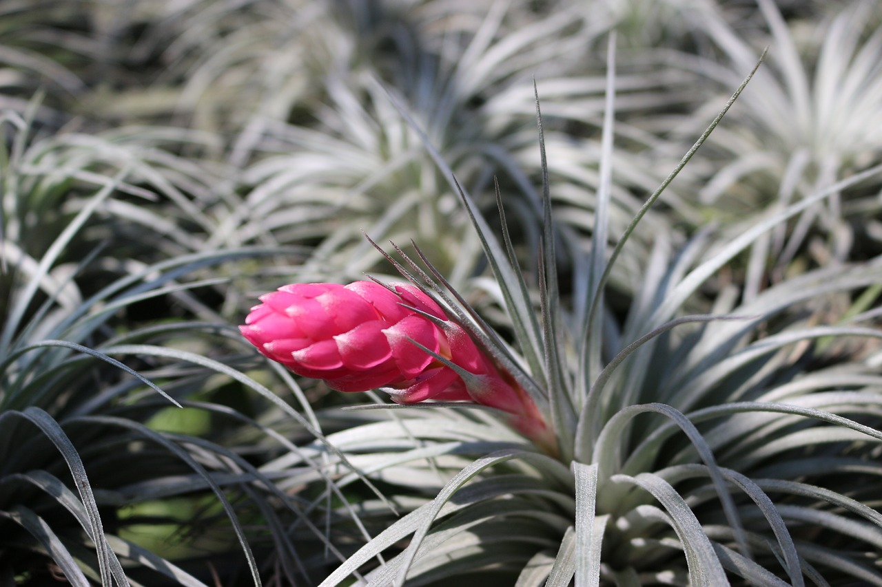 ¿Cuánto dura una Tillandsia?