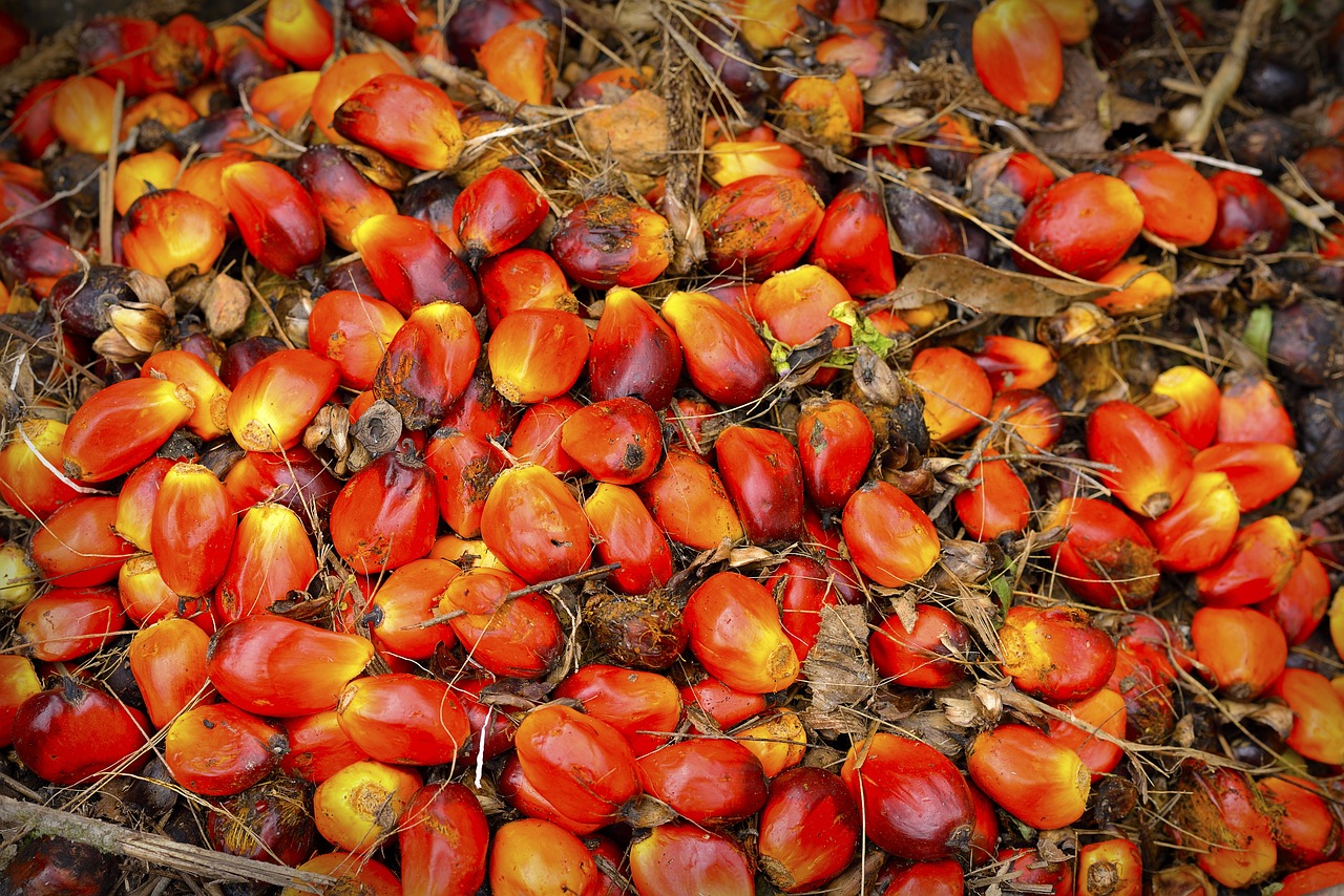 ¿Cuánto tardan en germinar las semillas de palmera?