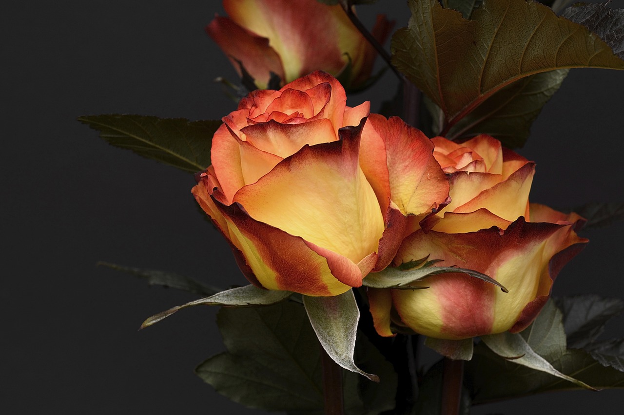 ¿Cuántos pétalos puede tener una rosa?