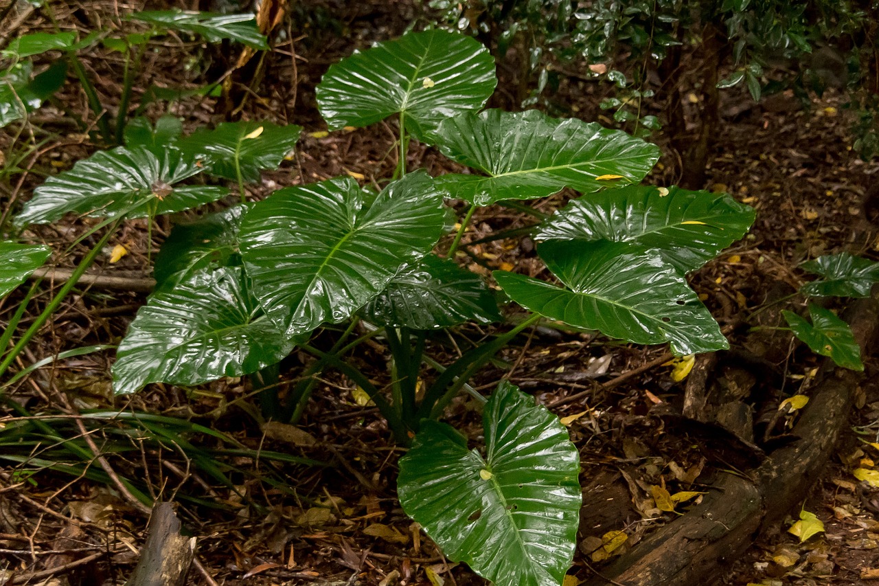 ¿Dónde colocar la Alocasia?