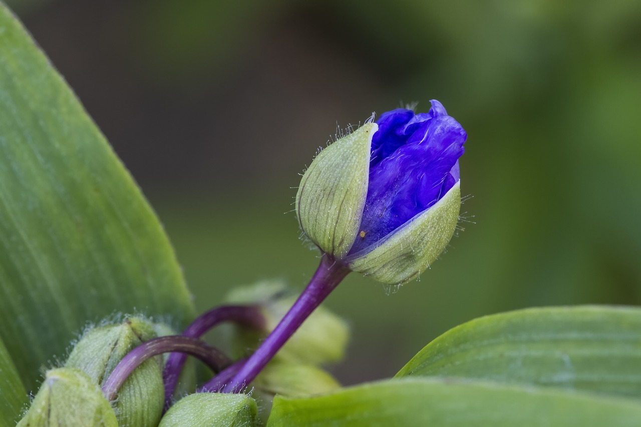 ¿Dónde colocar la Tradescantia?