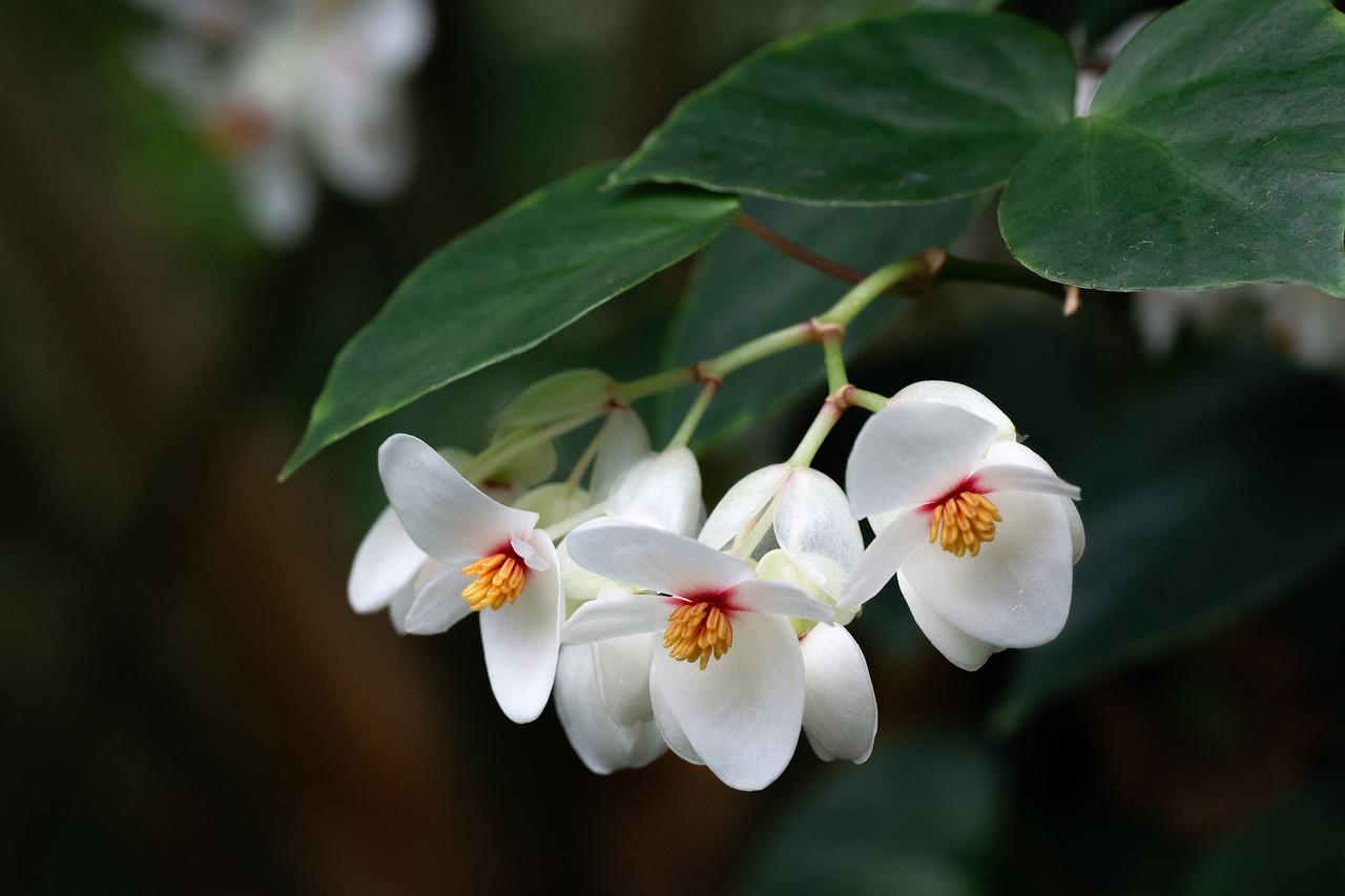 ¿Por qué se queman las hojas de las begonias?
