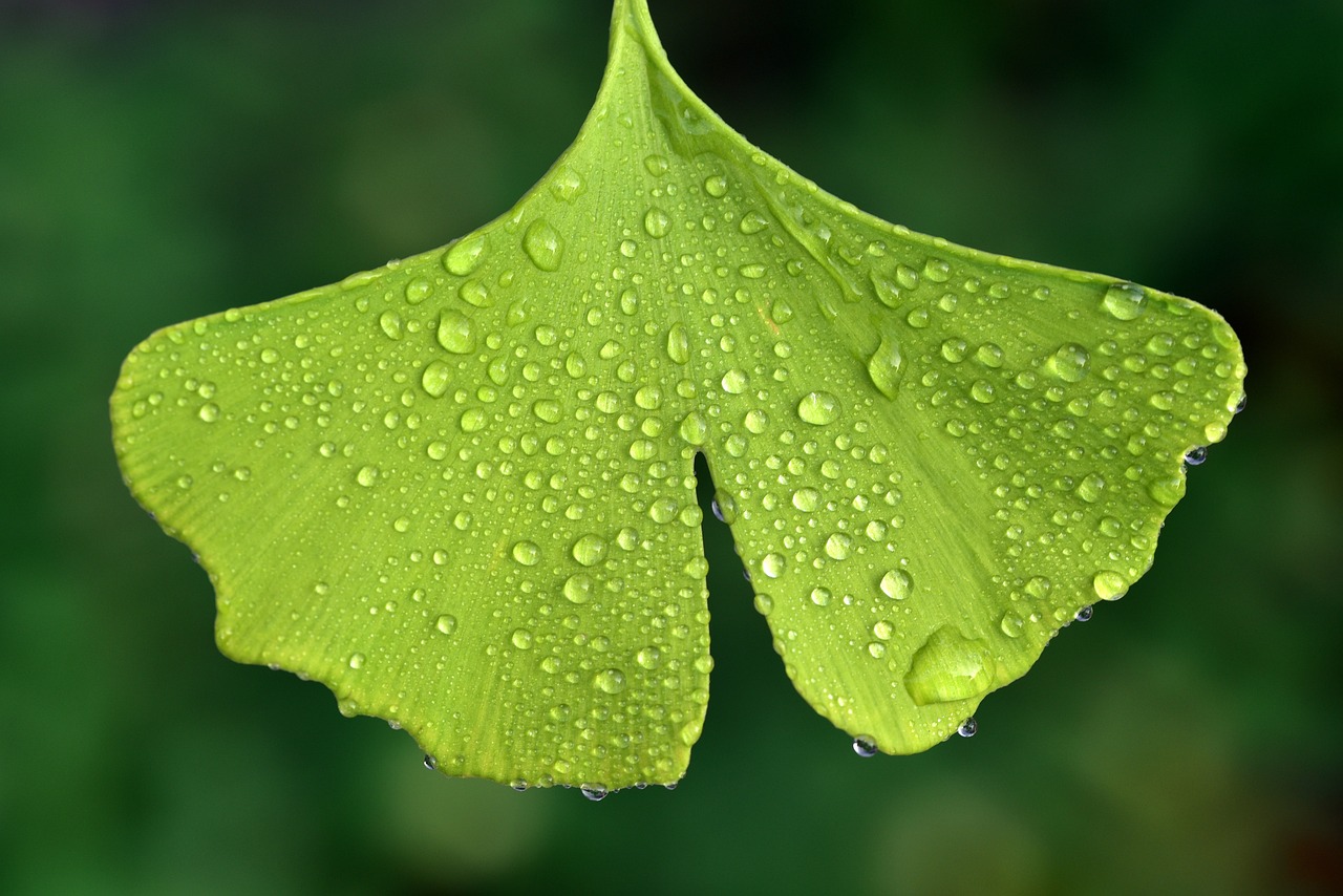 ¿Qué es el Ginkgo biloba y para qué sirve?