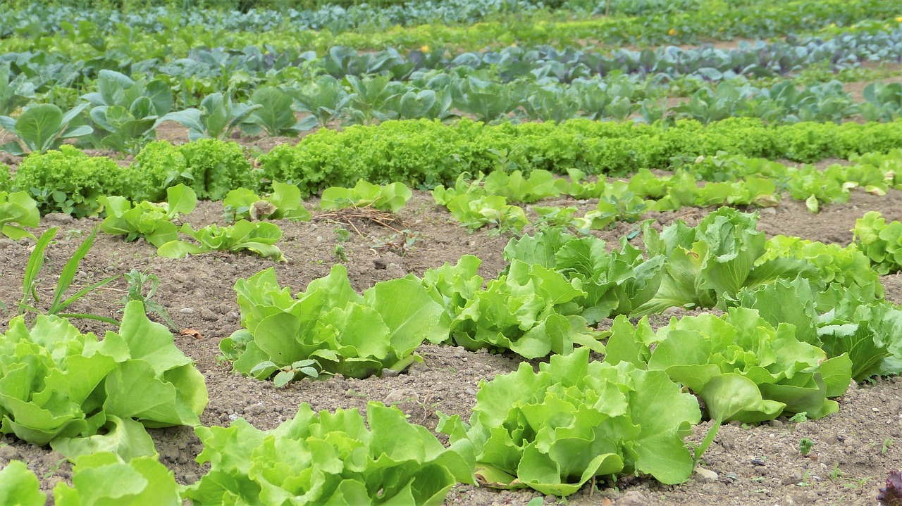 ¿Qué es mejor la urea o el nitrato?