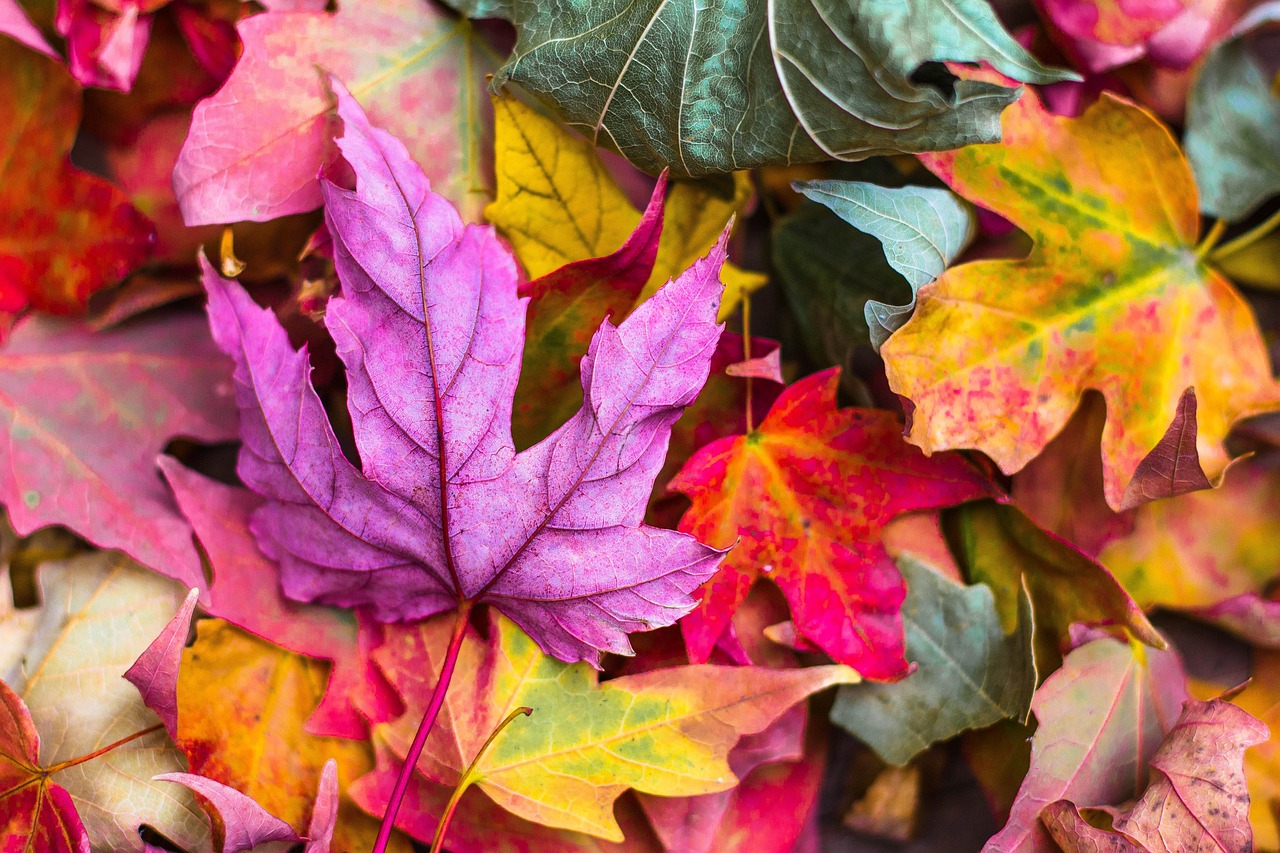¿Qué es un cultivo de temporada?