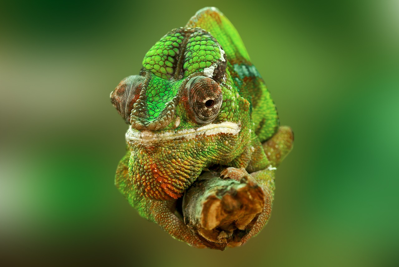 ¿Qué es y para qué sirve un terrario?