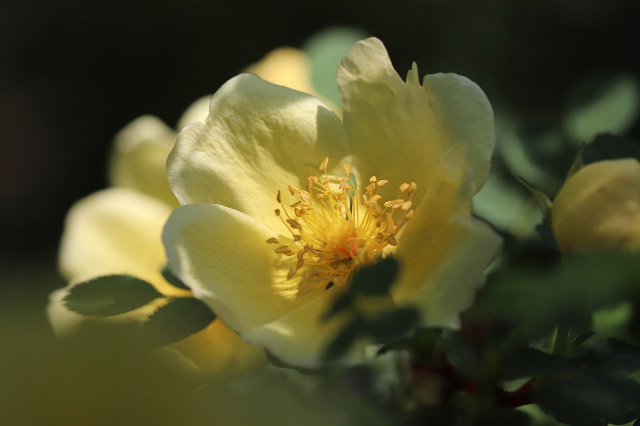 ¿Cómo cuidar un rosal en el jardín?