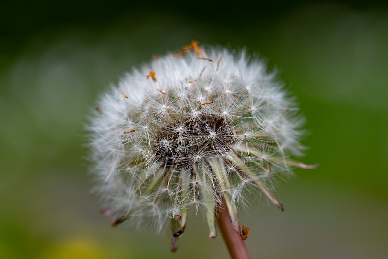 ¿Cómo eliminar los pulgones en las plantas?