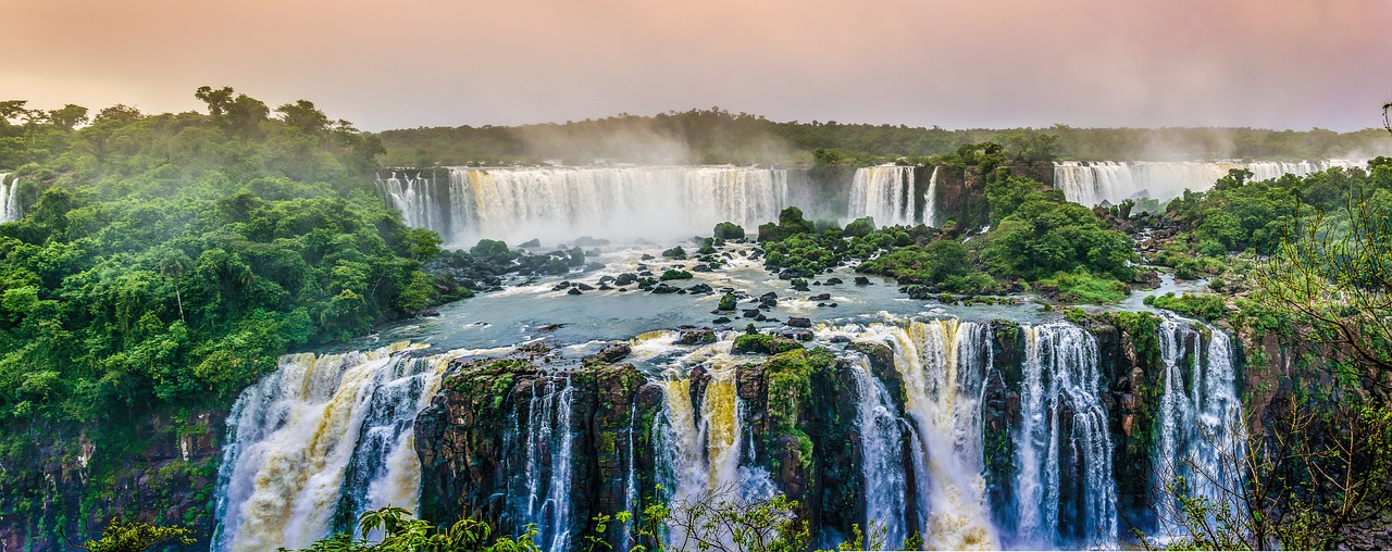 ¿Cómo se llama el árbol de Brasil?